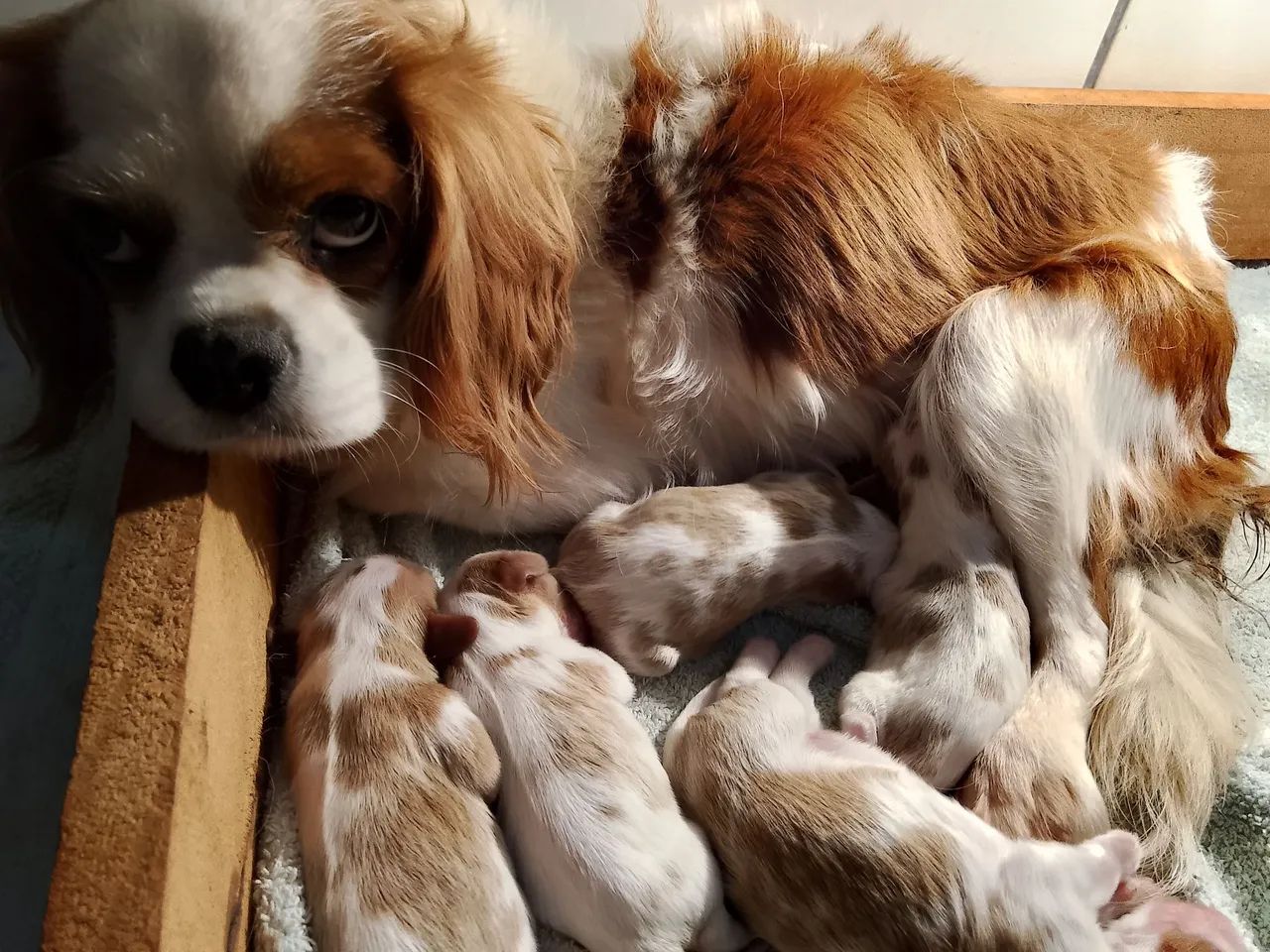Cavalier disponível  - Foto 5