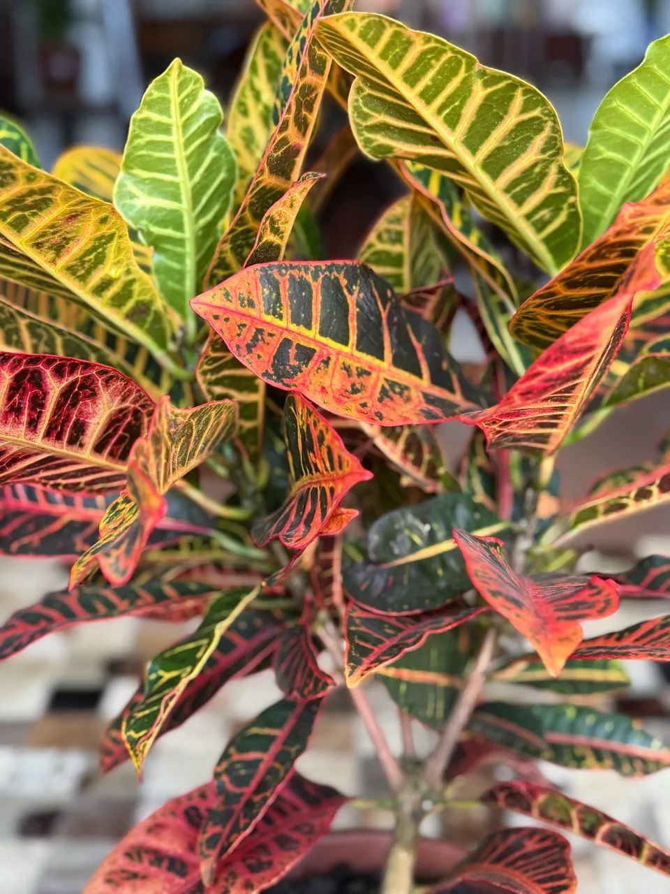 Croton - Foto 3
