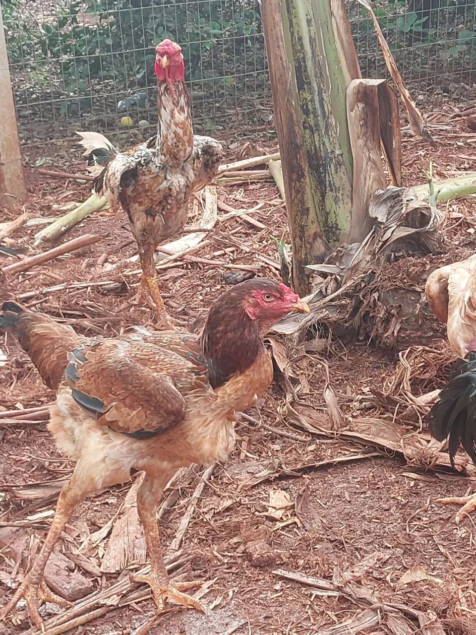 Galo e galinhas  - Foto 4