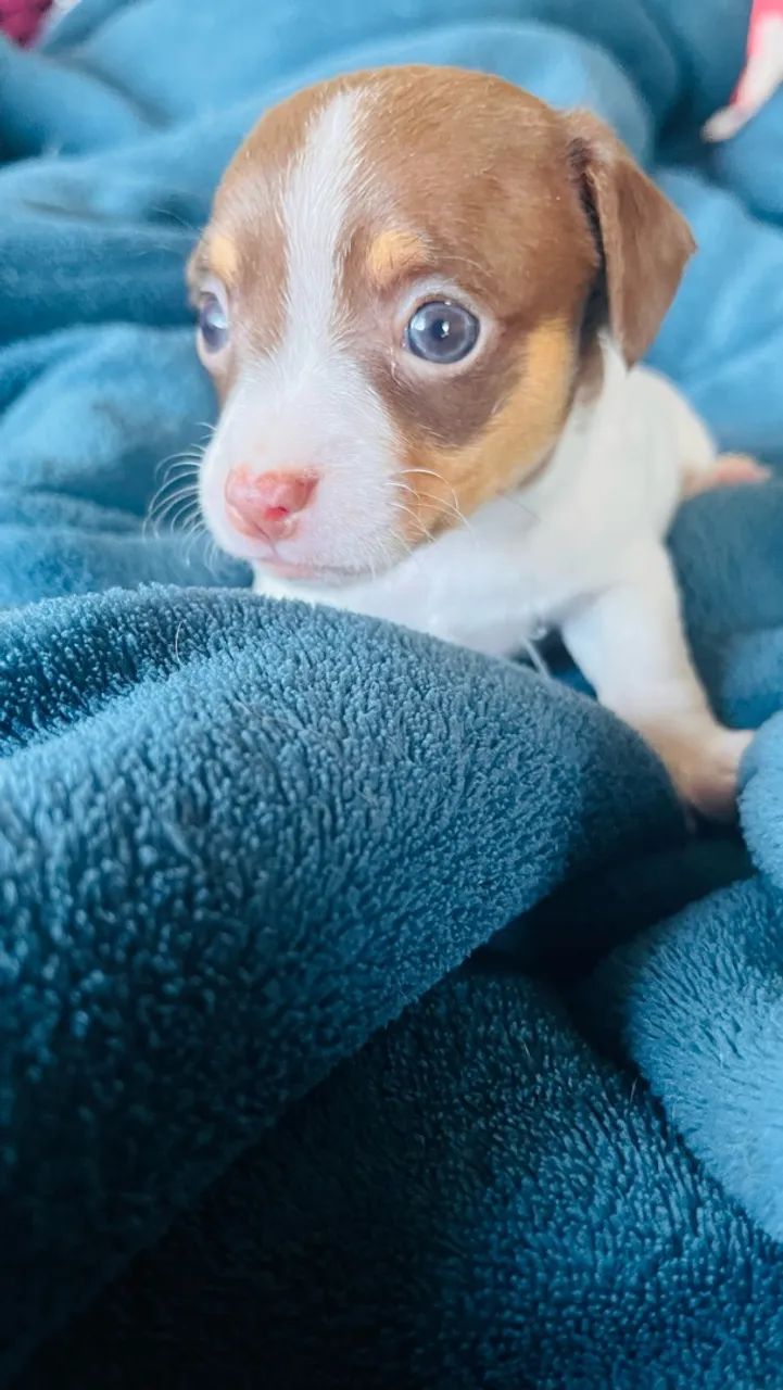 Filhote Pinscher Macho - Foto 3