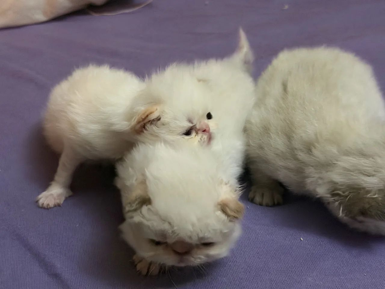 Filhotes de gato persa fêmea  - Foto 3
