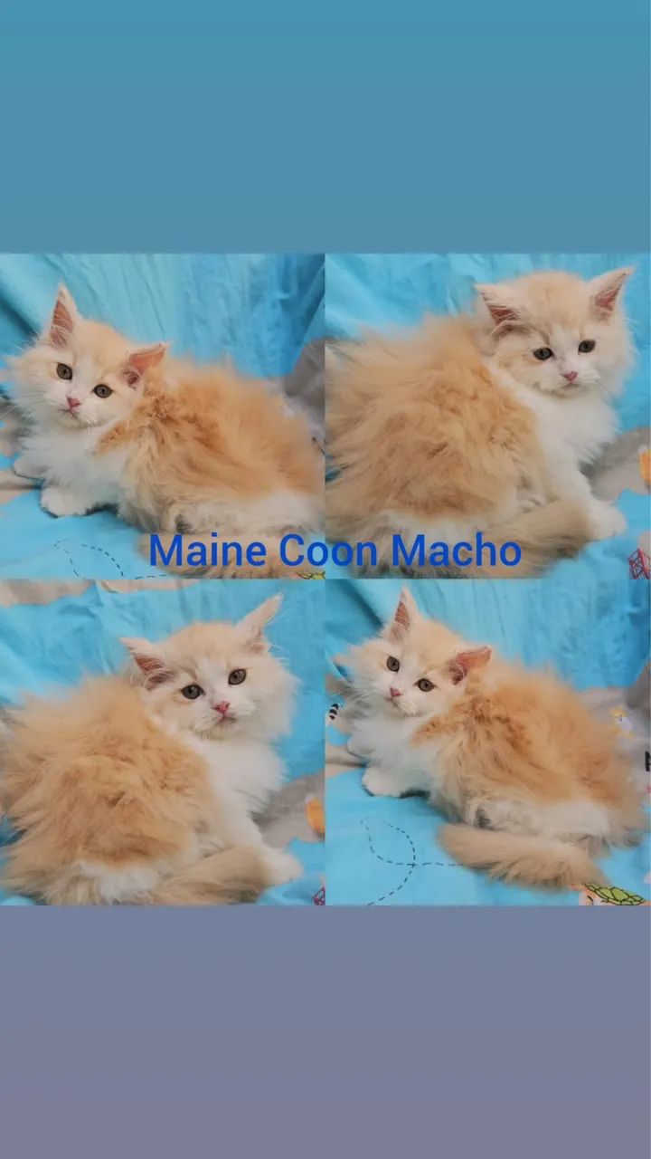 Maine Coon Filhotes - Gatil Bsb Cat - Foto 3