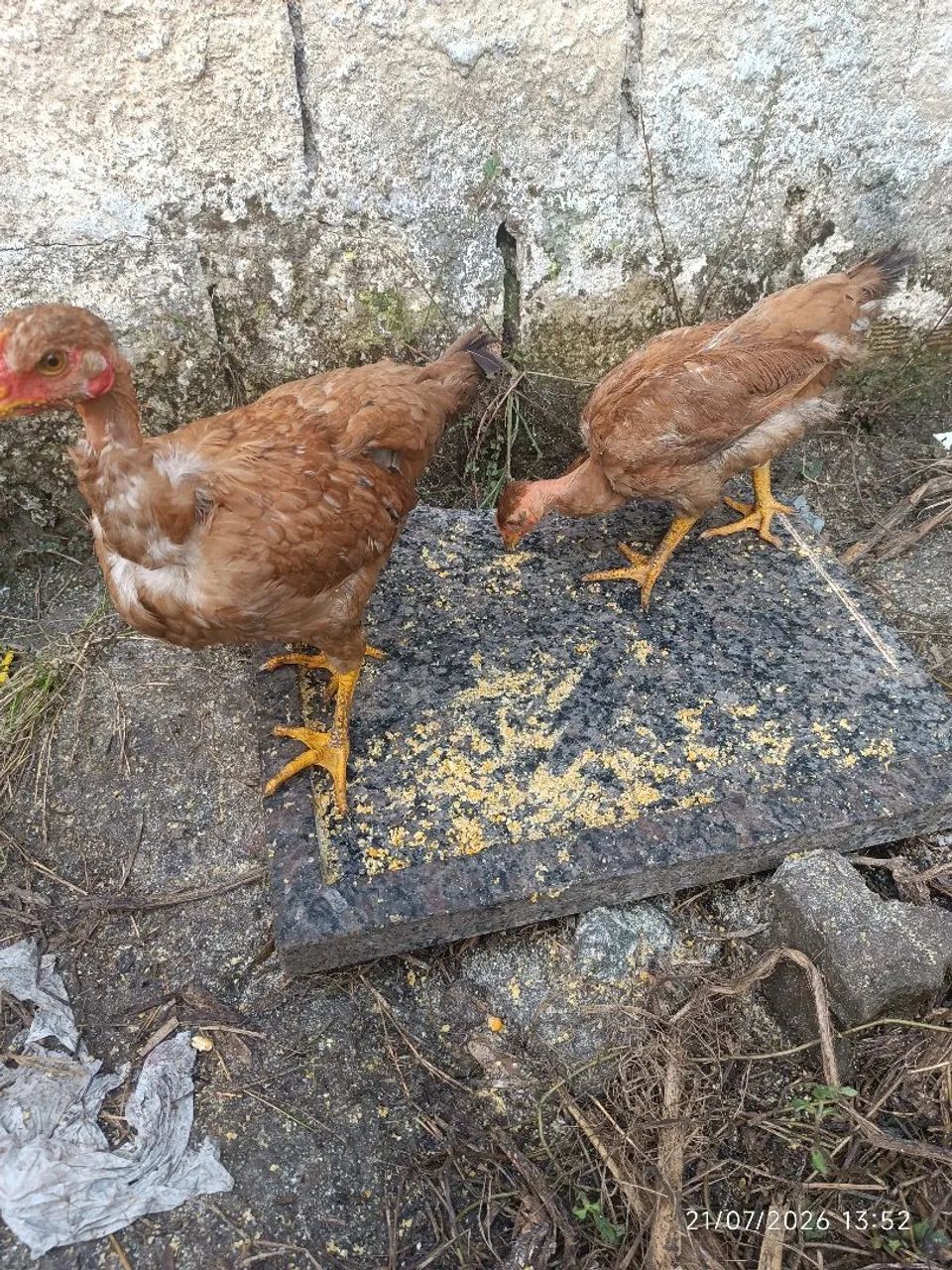 Frangas caipira - Foto 3