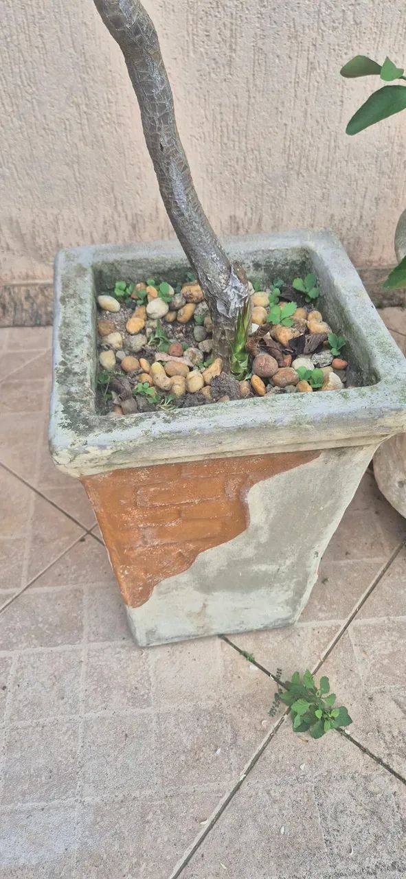 Vaso de concreto com dracena - Foto 2