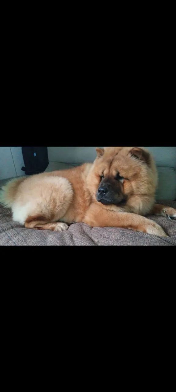 Filhotes Chow Chow Americano  - Foto 4