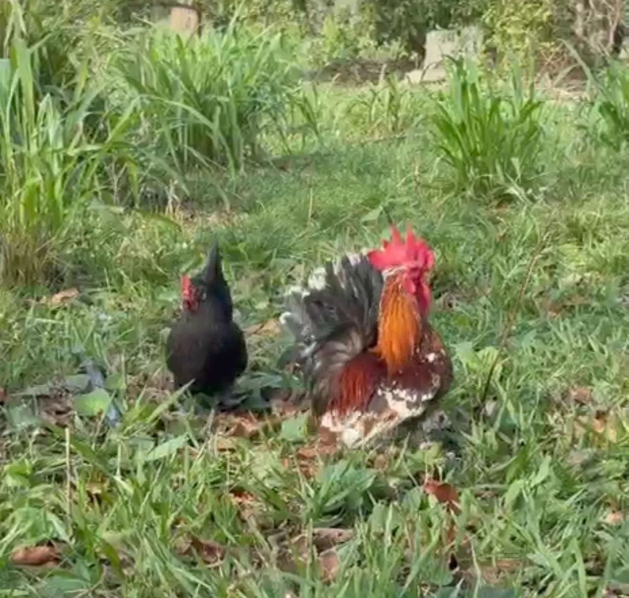 Frango Galizé Nagasaki  - Foto 2