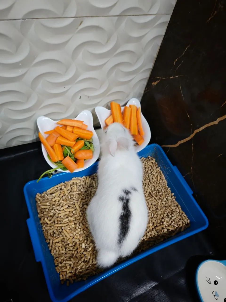 Coelho mini - Foto 2