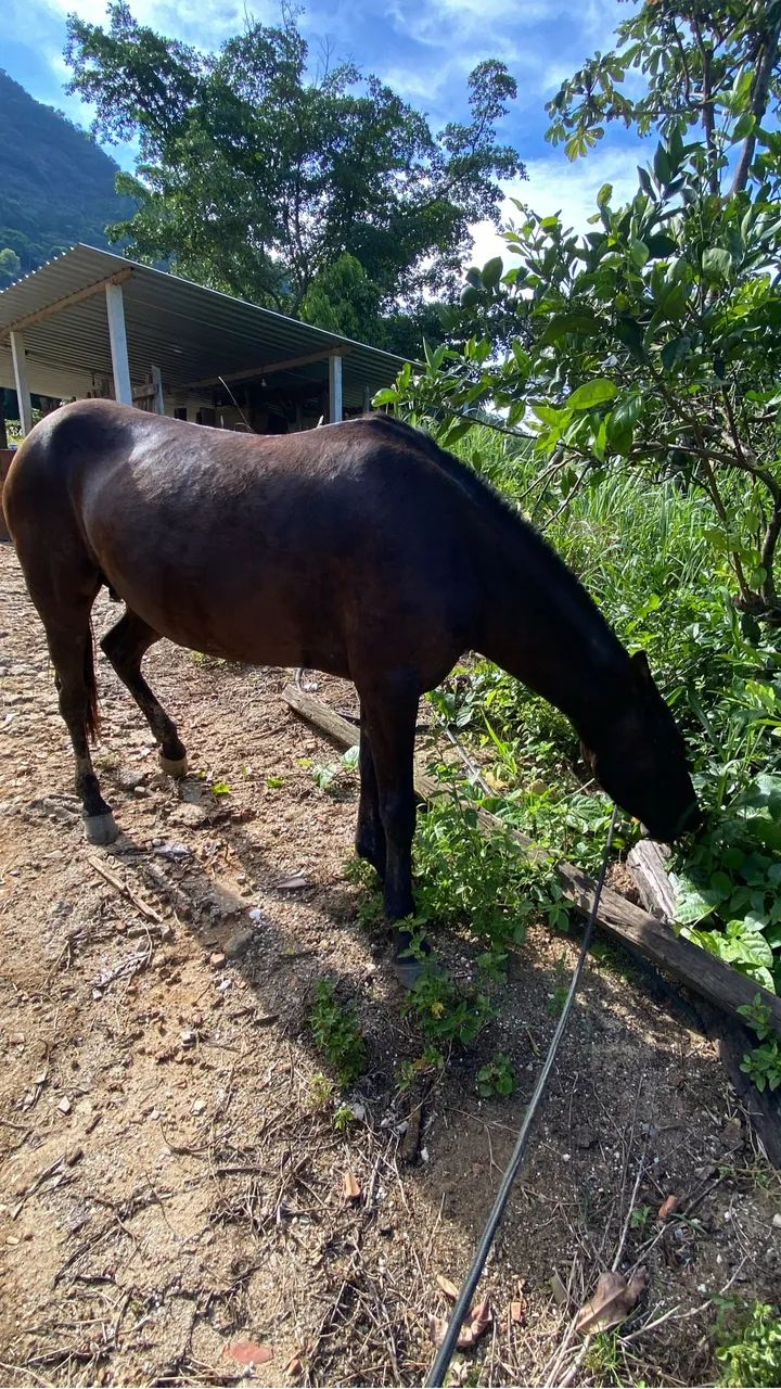 Vendo égua  - Foto 2