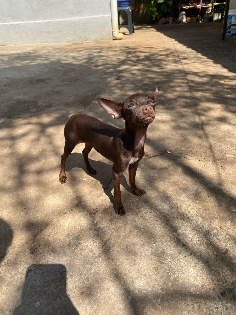 Pinscher chocolate  - Foto 3