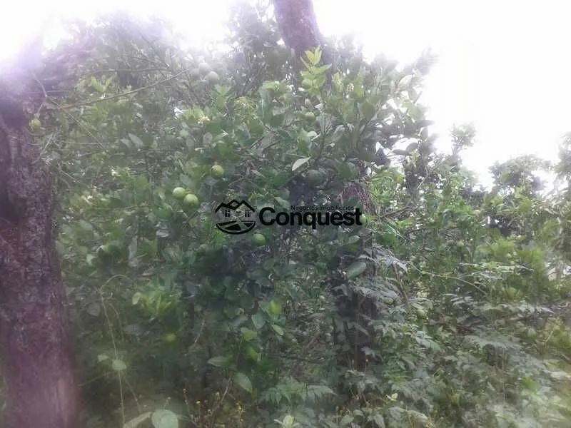 Terreno em Centro, Pitangui/MG - Foto 5