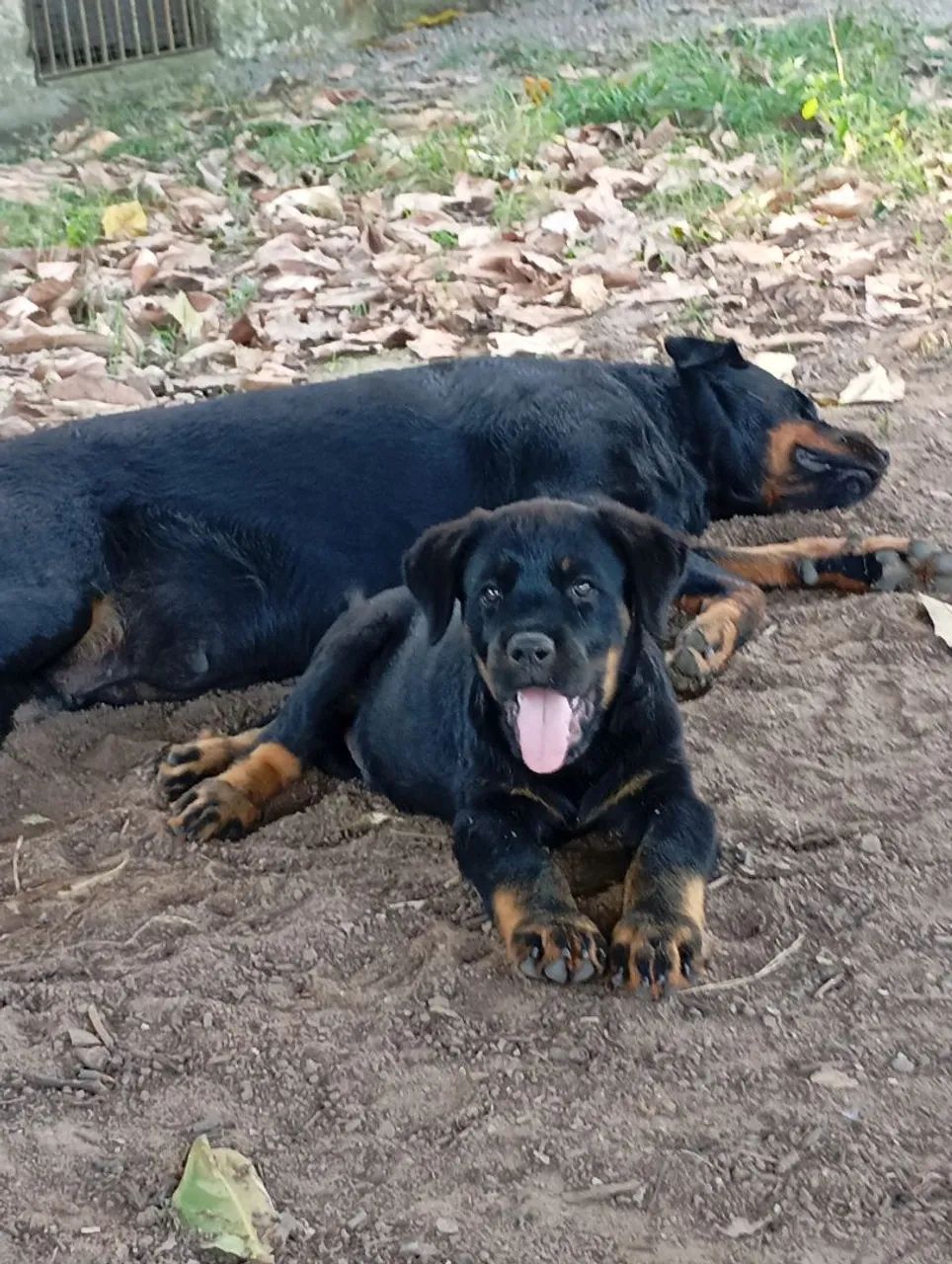 Filhote rottweiler 