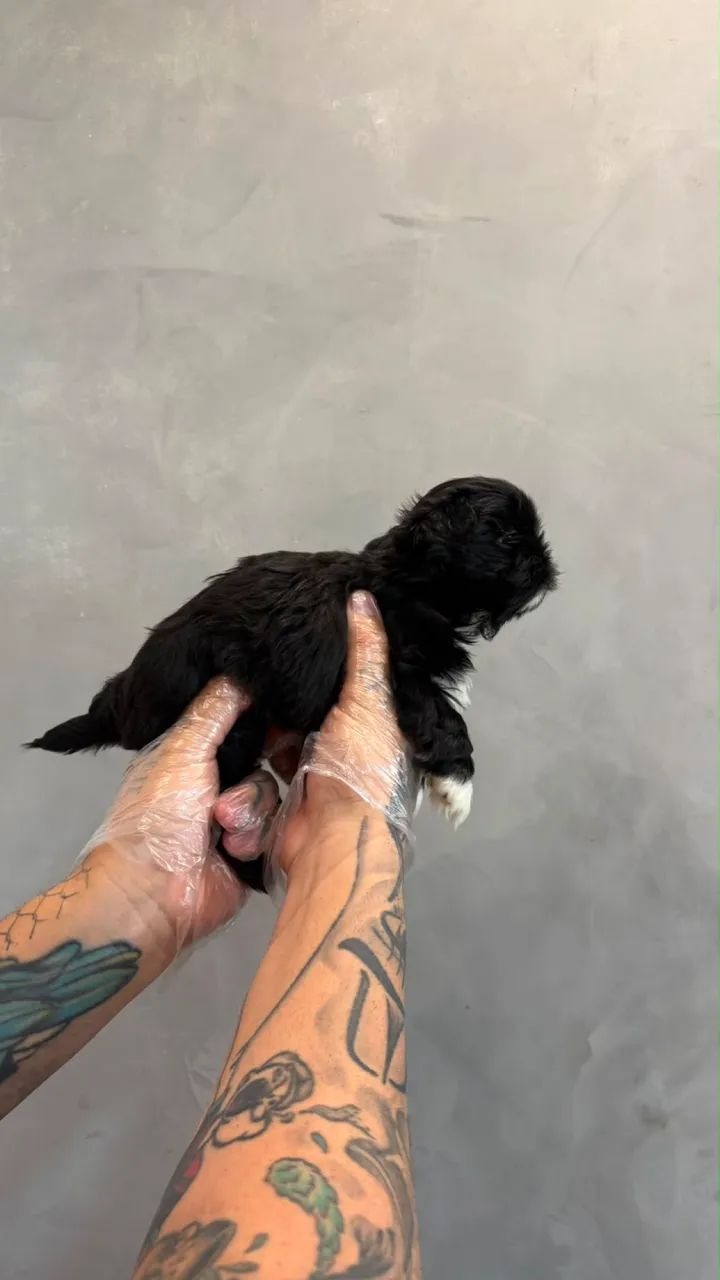 Shitzu mini (macho )  - Foto 2