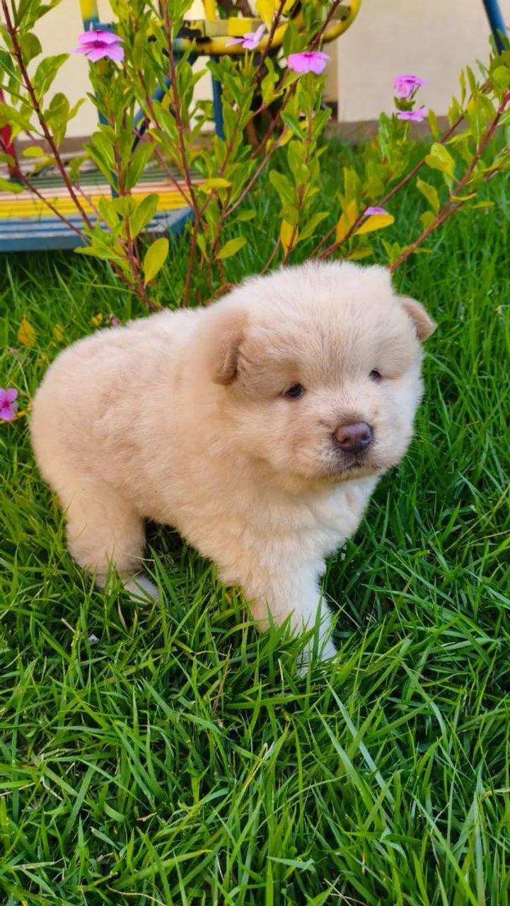 Filhote de Chow Chow  - Foto 2