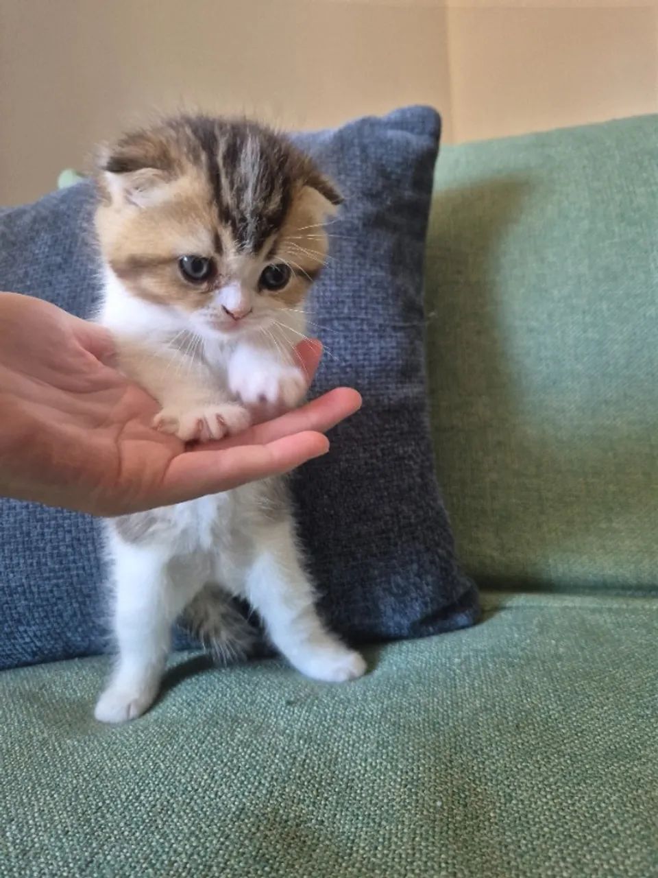 Filhote Scottish fold  - Foto 2