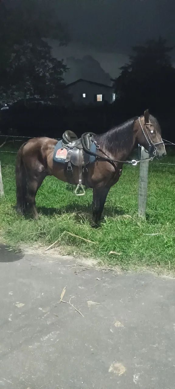 Cavalos