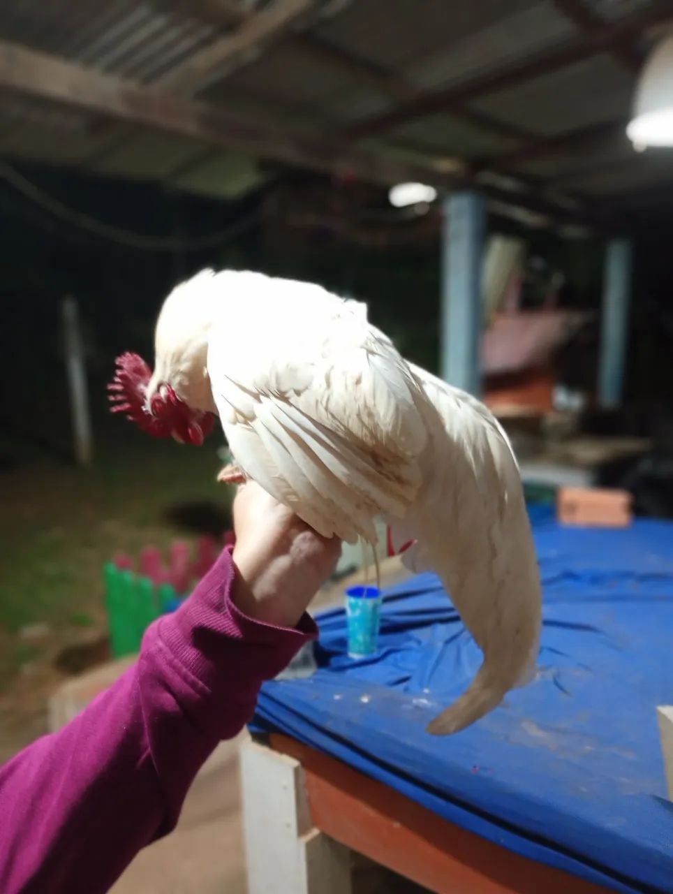Galinho 