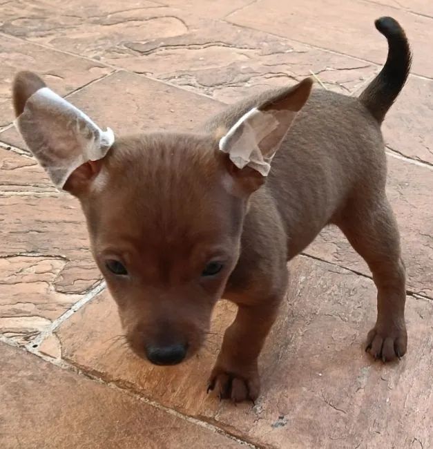PINSCHER MACHO ZERO