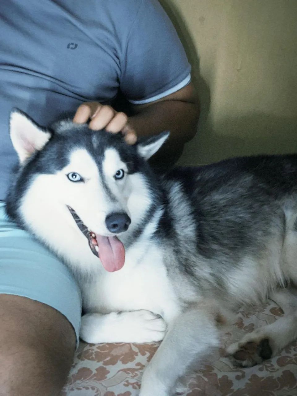 Husky siberiano  - Foto 2