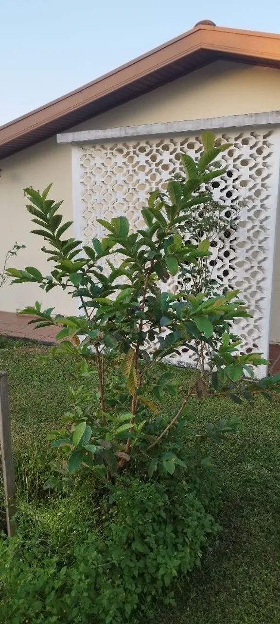 Goiabeira 1.70 - Foto 2