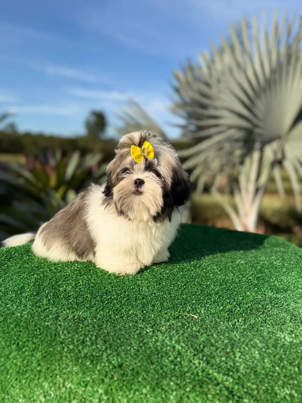 Shihtzus  - Foto 3