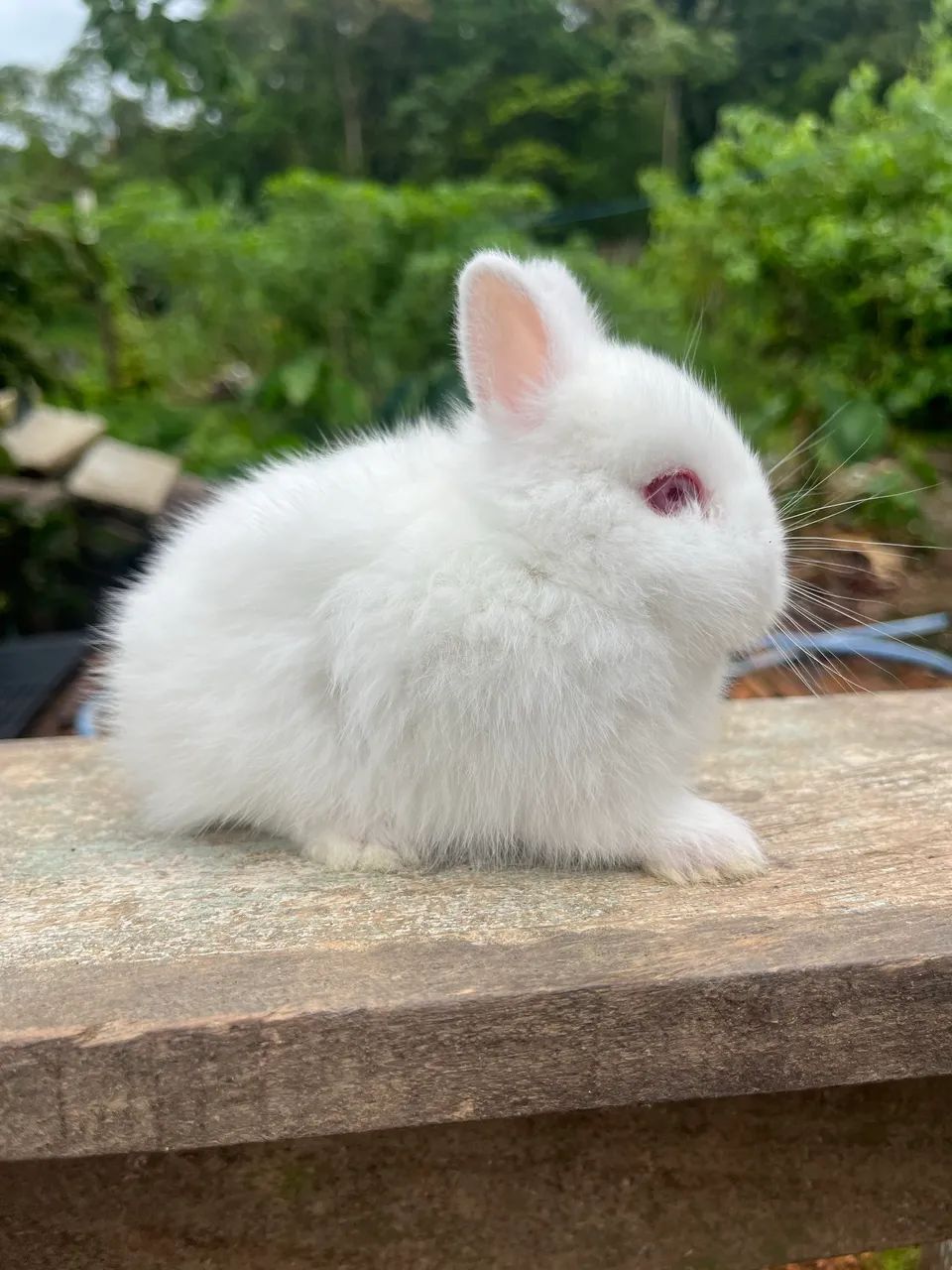Filhotes de mini Coelho Natherland  - Foto 3