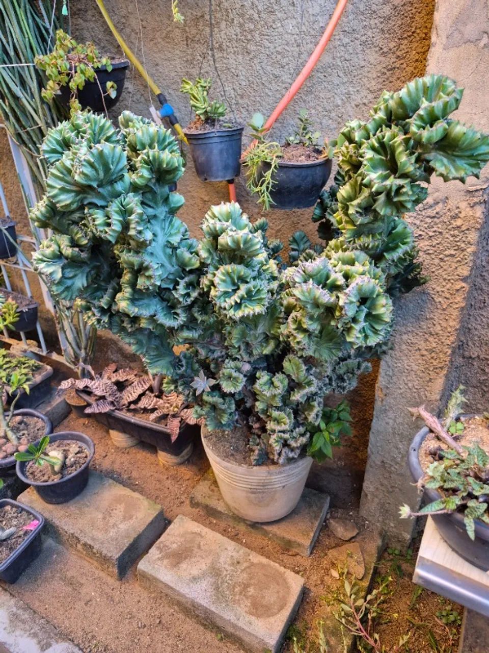 Euphorbia Cristata Grande 93 cm - Planta Ornamental - Foto 3