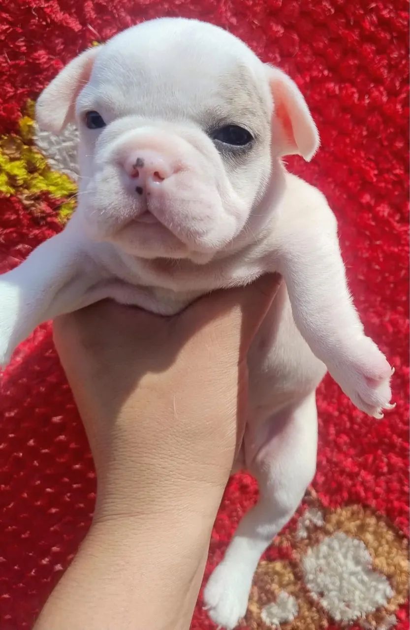 Cachorro  - Foto 2
