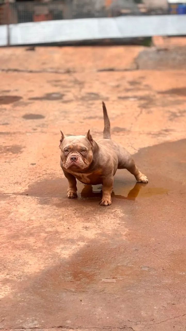 Ninhada American Bully - Foto 4