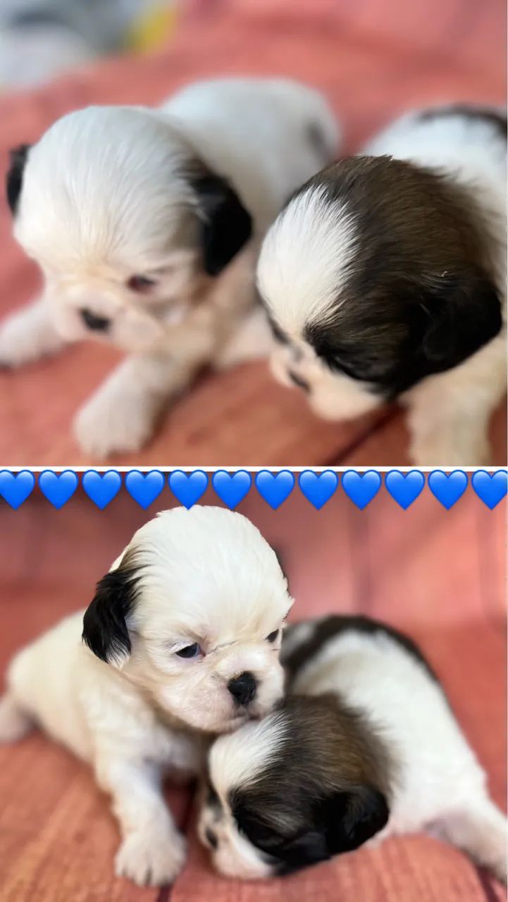 Shihtzu macho  - Foto 3
