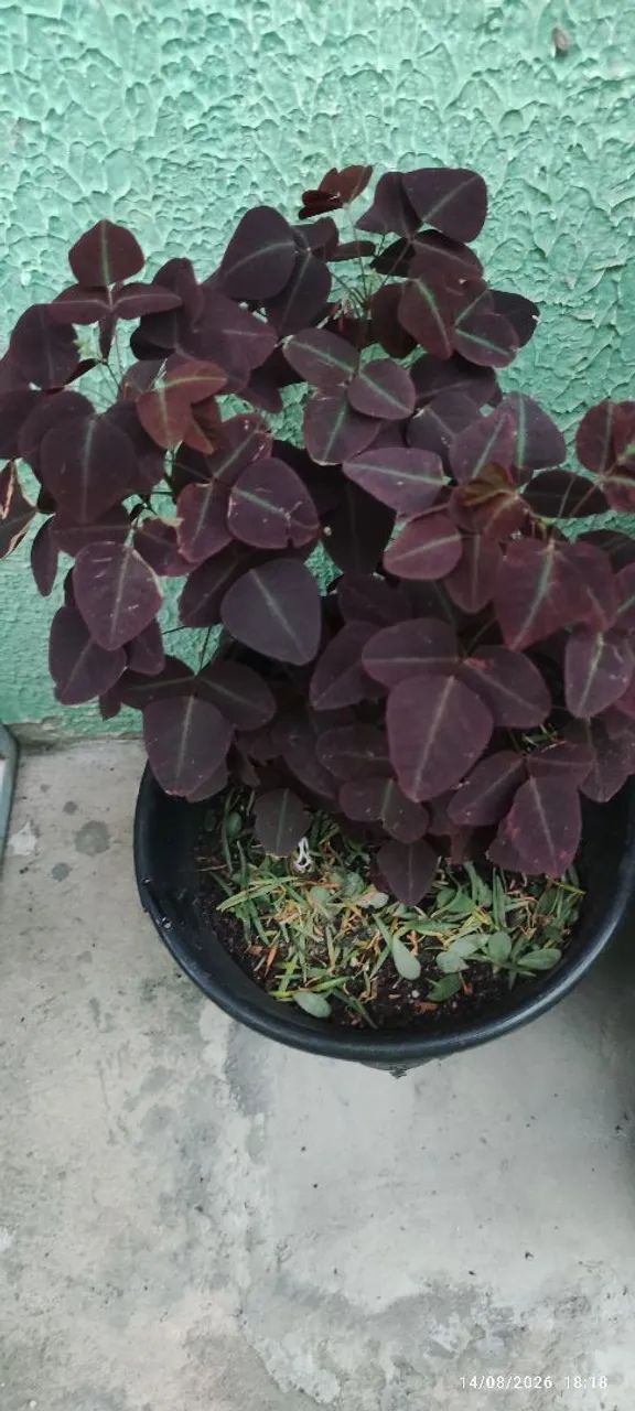 Plantas diversas  - Foto 5