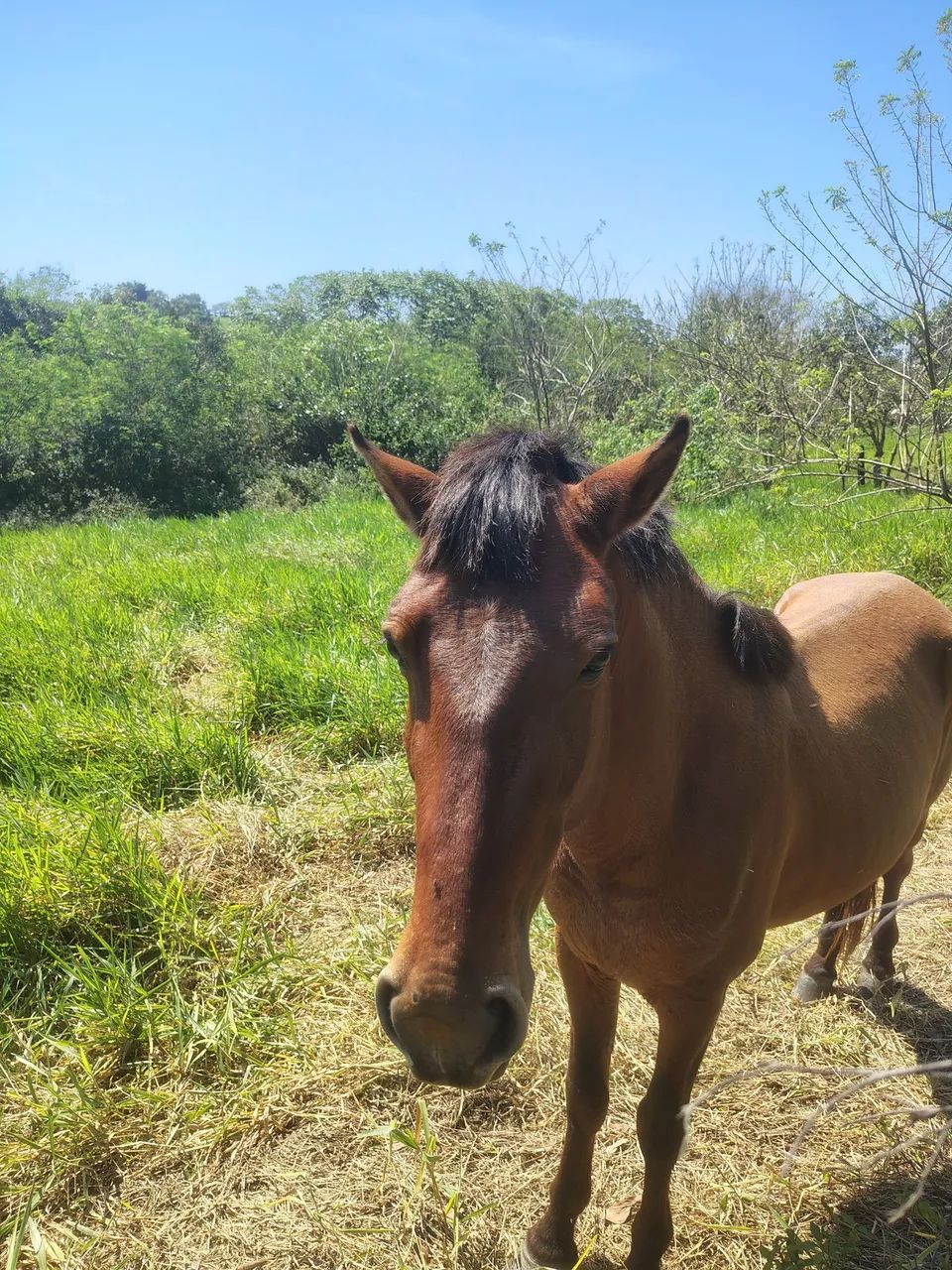 CAVALO  - Foto 2