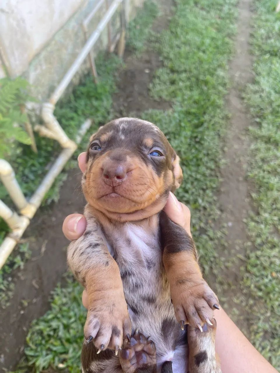 Dashund Arlequim e Chocolate (Salsicha) - Foto 4
