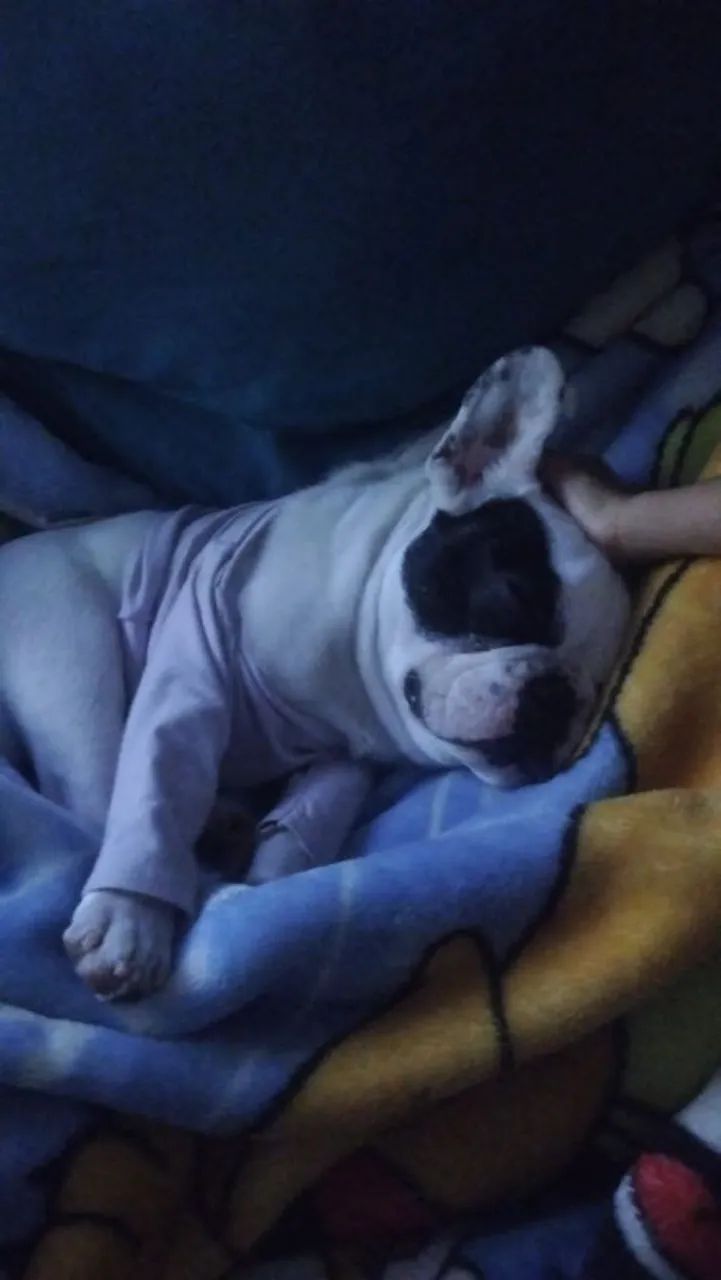 Buldog francês  - Foto 4