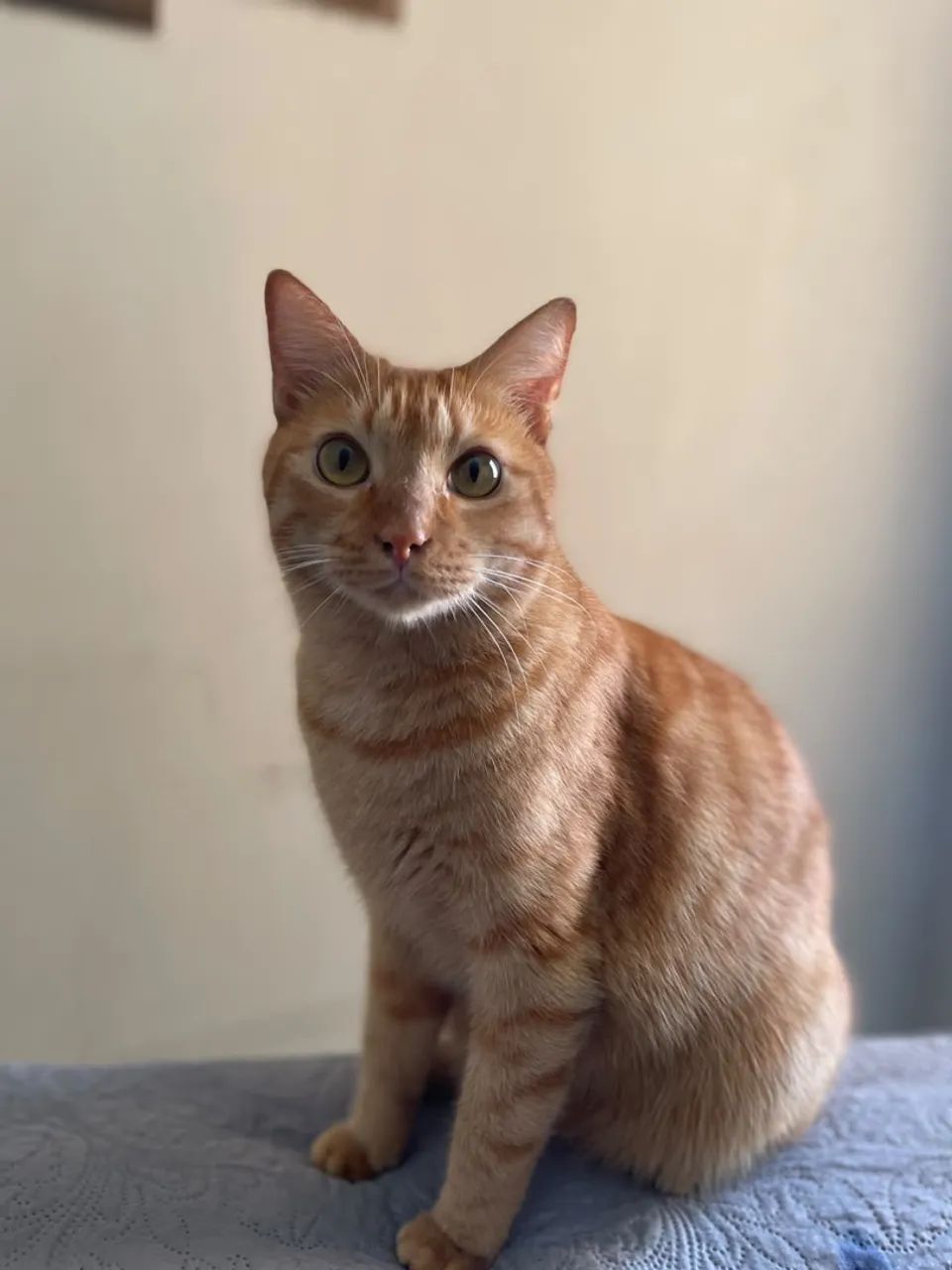 Para adoção, gatinho laranja  - Foto 4