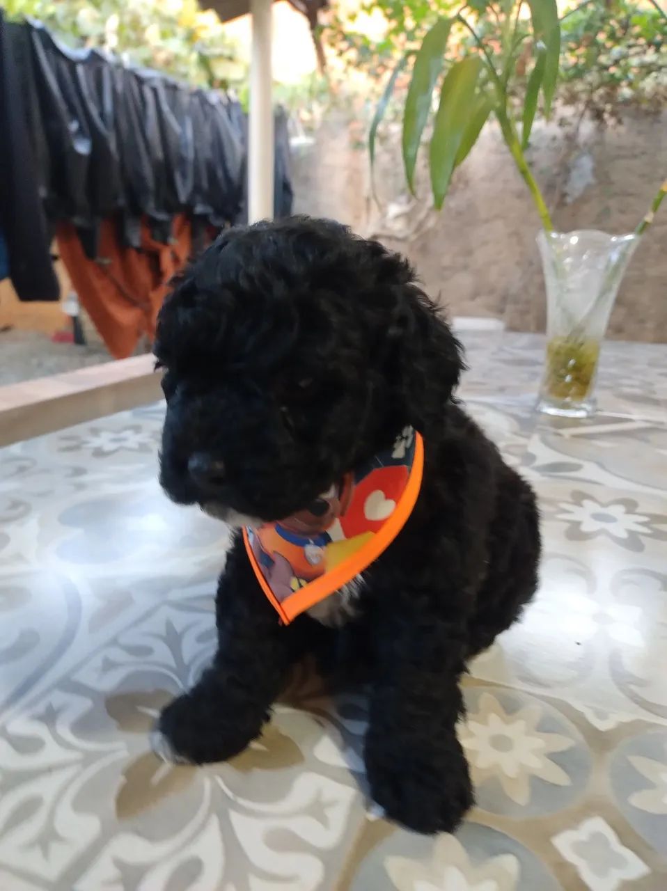 Poodle ? - Foto 2