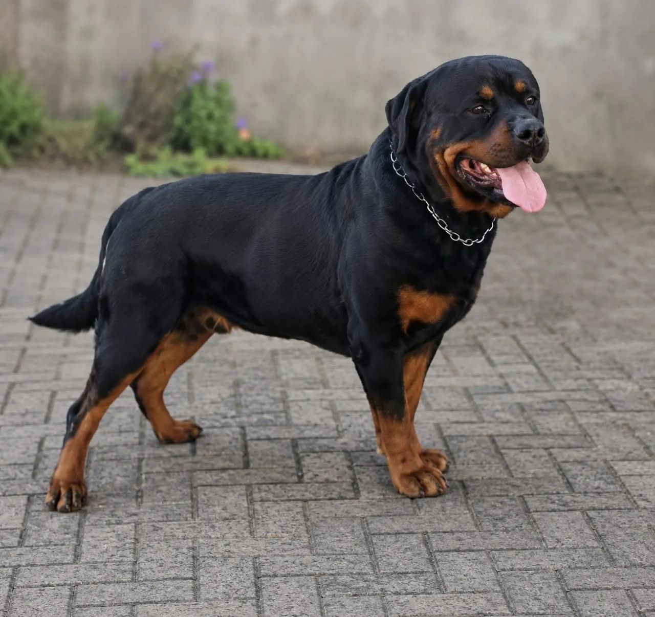 Rottweiler disponível macho - Foto 2