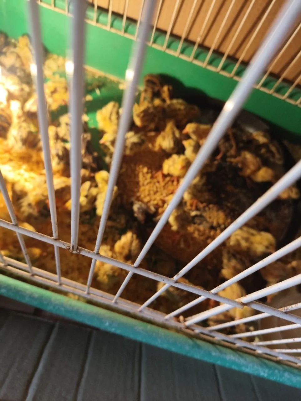 Codorna gigante e chinesa 12 reais a unidade  - Foto 2