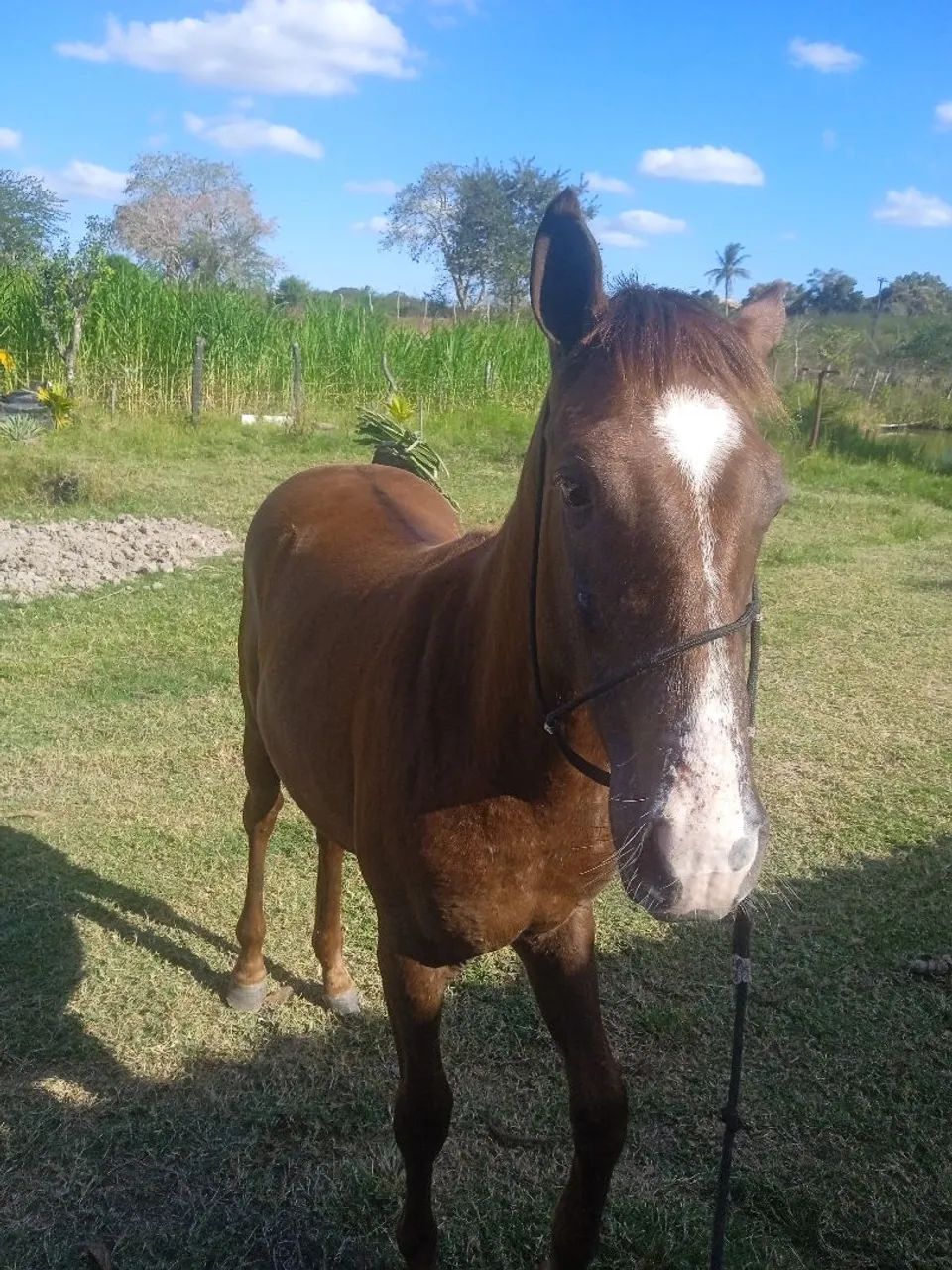 Potro quarto de milha um ano de nascido - Foto 3