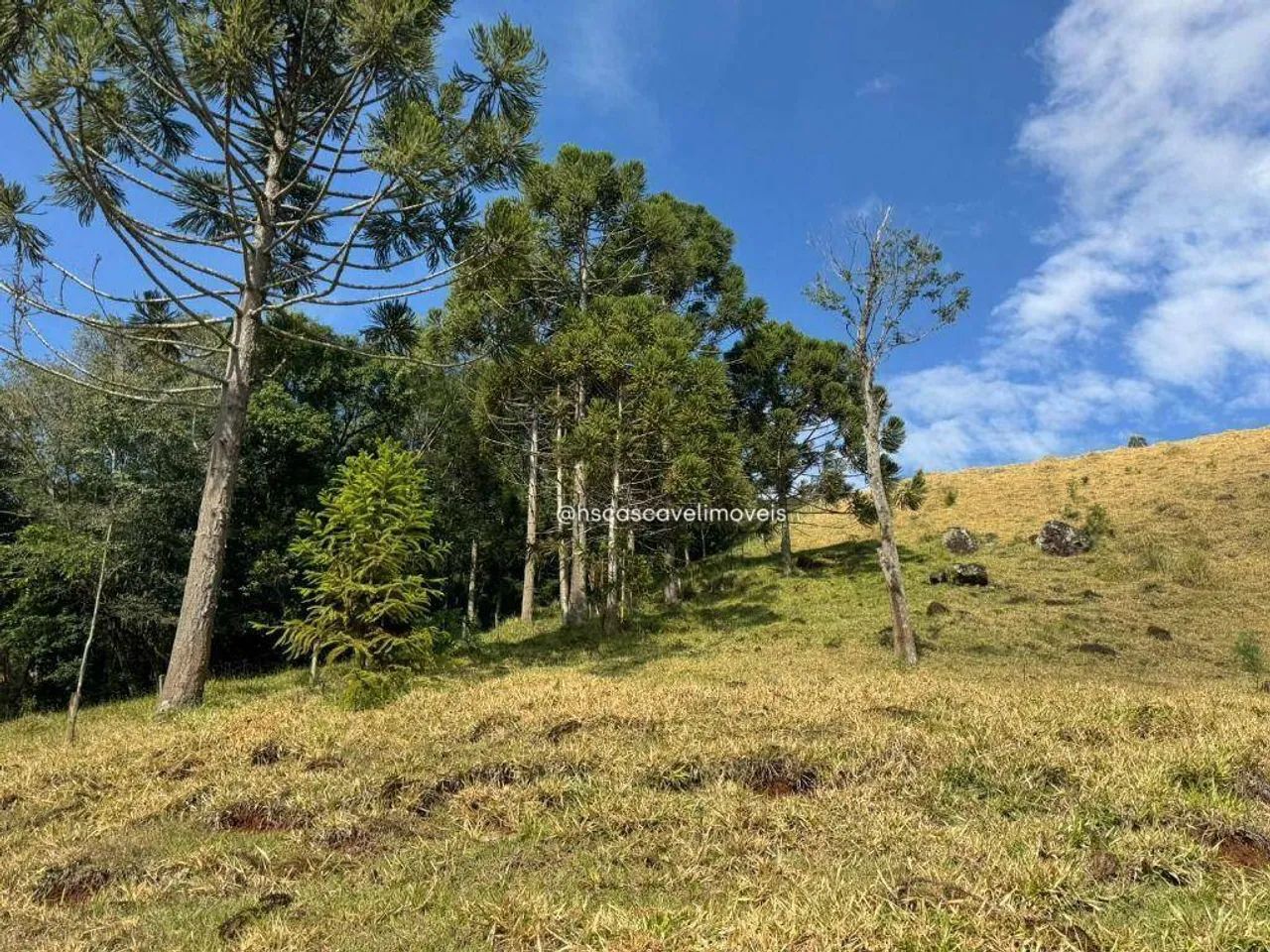 Fazenda em Guaraniaçu - Foto 3