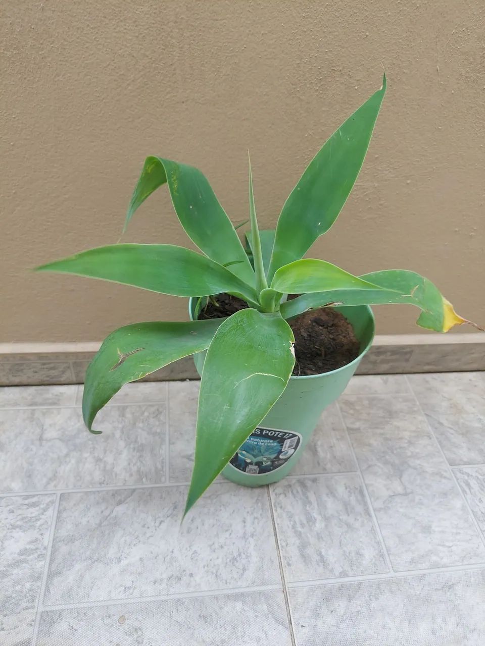 Agave R$ 25 cada