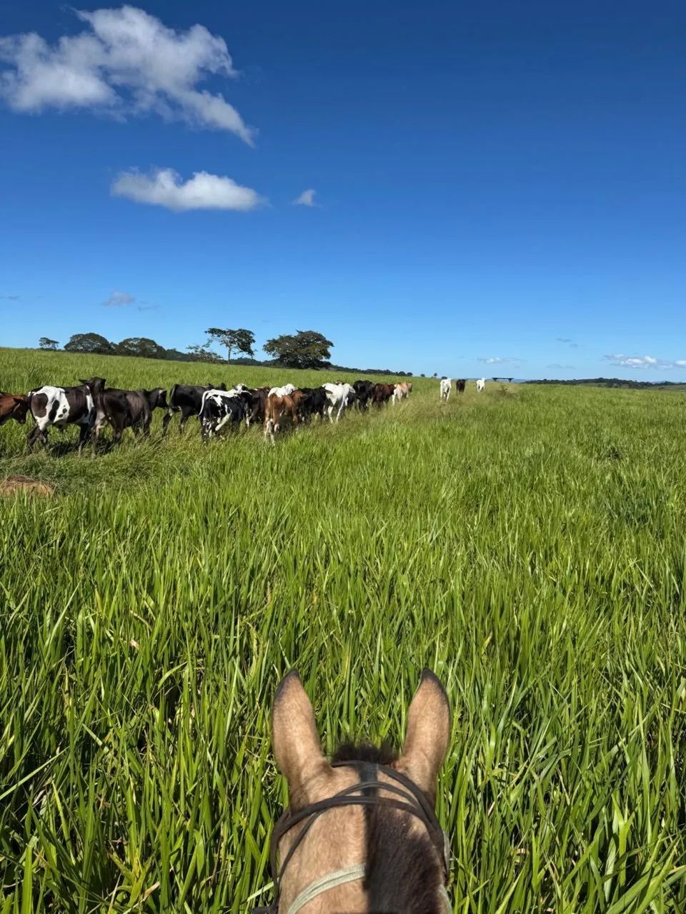 Fazenda em Itauçu GO - Foto 4