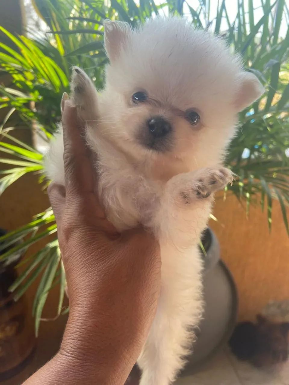 Lulu - Foto 2