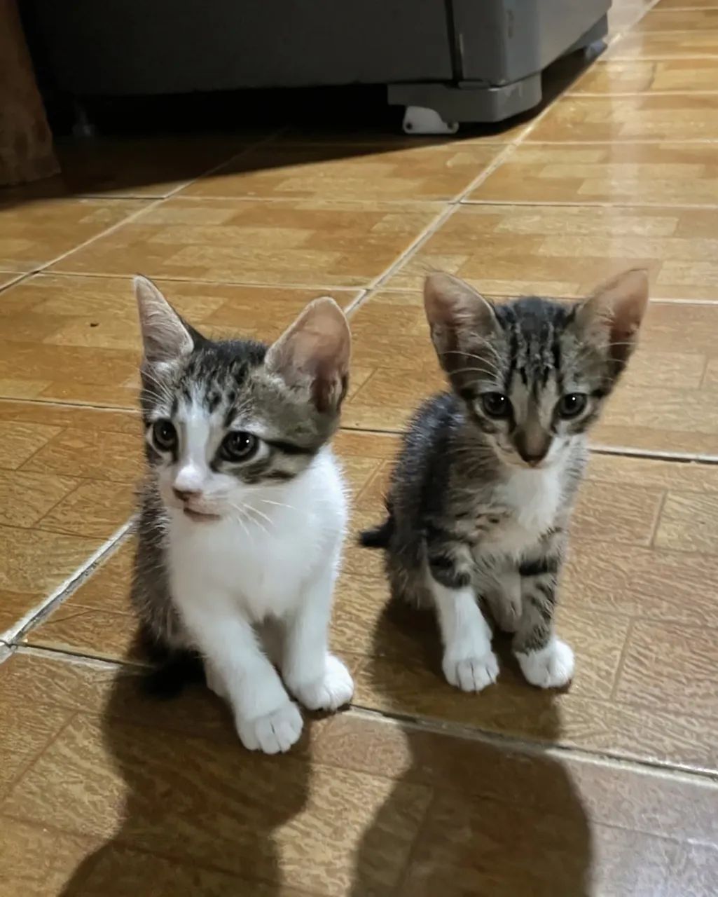 Doação de gatas ? - Foto 3