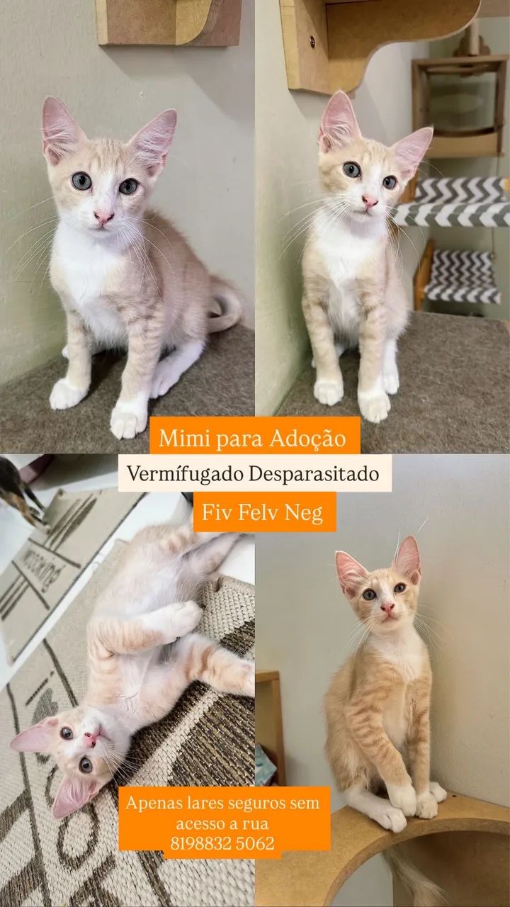 Me adota:  filhotes para adoção segura 