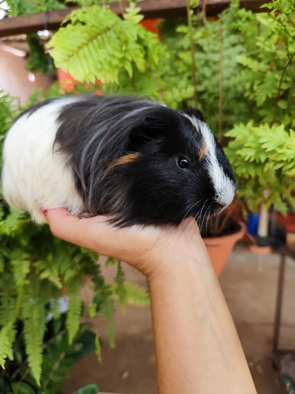 porquinho da Índia sheltie  - Foto 4