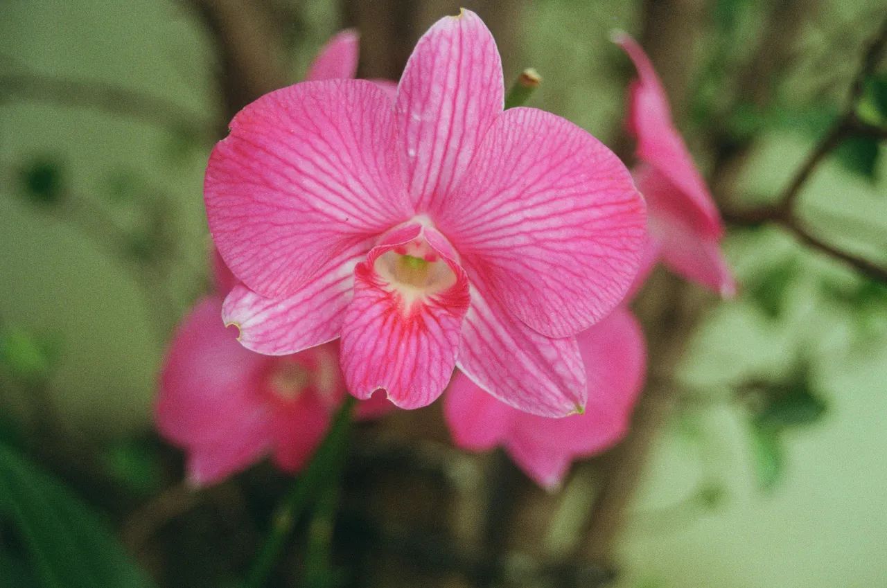 Câmera Analógica Canon EOS 500 35mm  - Foto 5