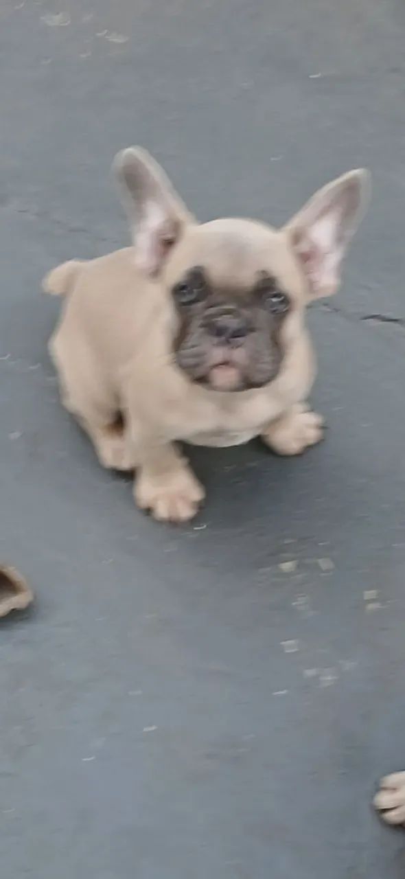 Buldogue Francês Exótico  - Foto 3
