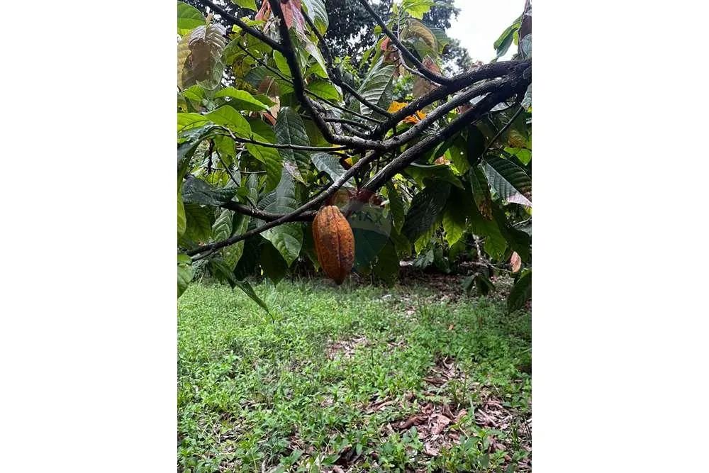 VENDO UM SITIO EM ITAMARAJU BAHIA - Foto 2