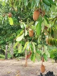 Cupuaçuzeiro (cupuaçu) - vendo mudas 70 a 90 cm - Foto 4