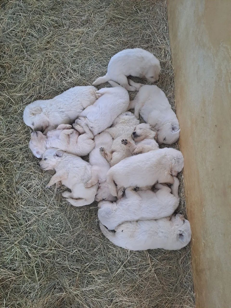 Pastor Maremano 